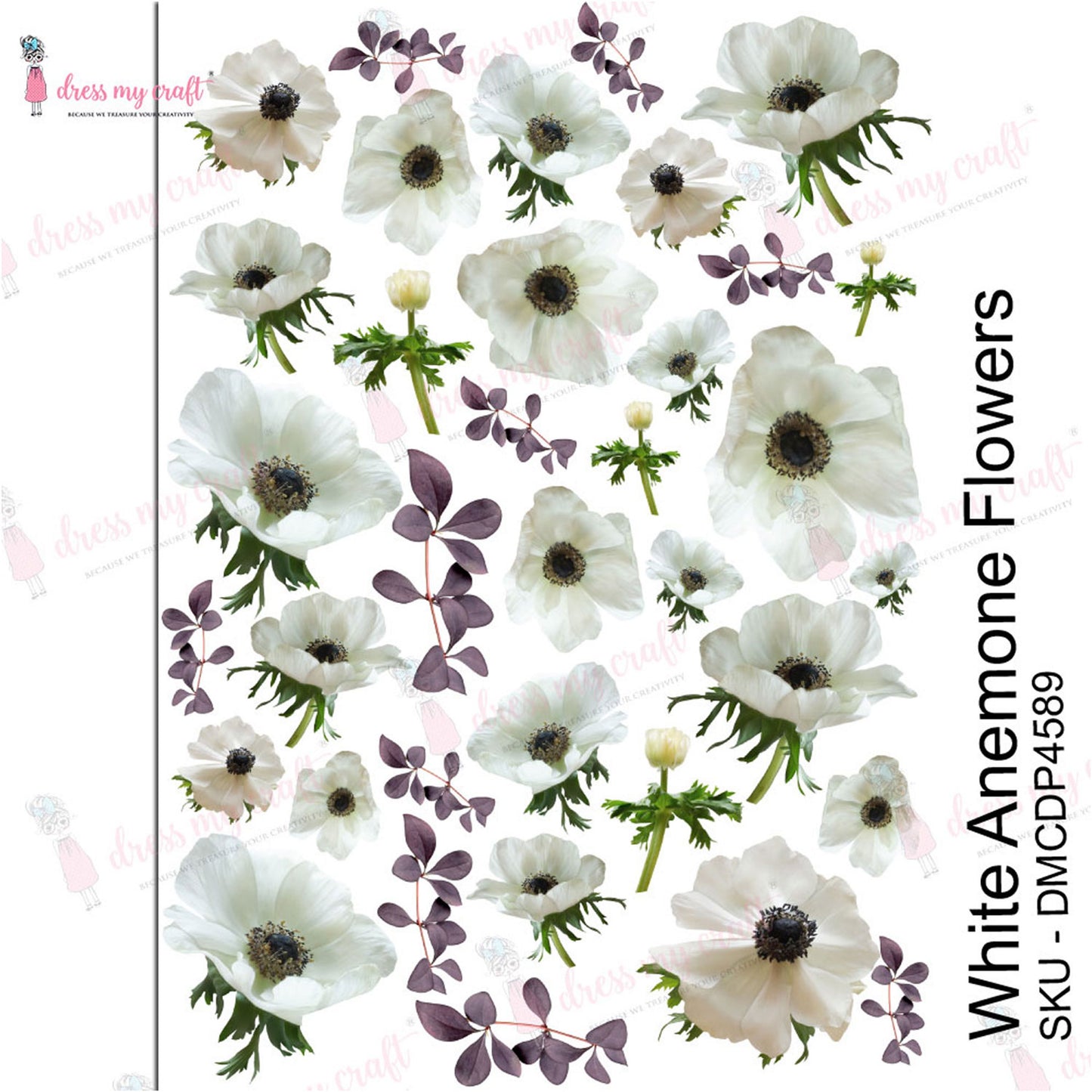 White Anemone Flowers - Transfer Me